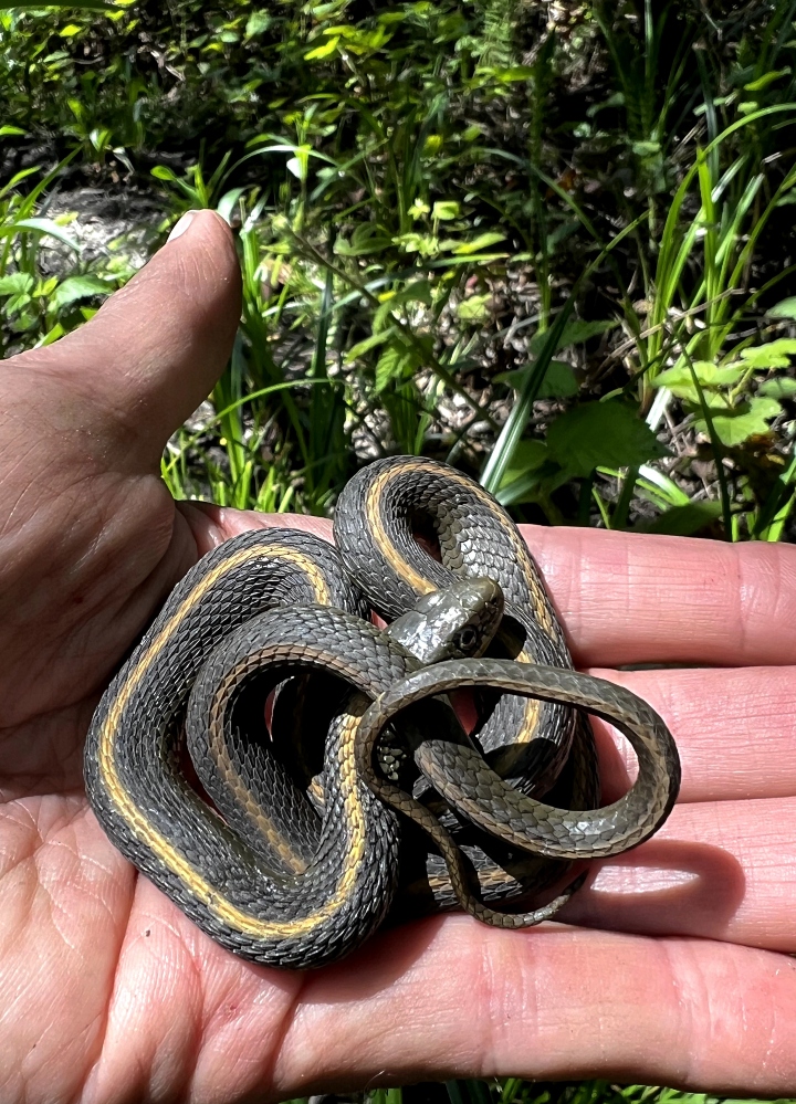 Santa Cruz Garter Snake